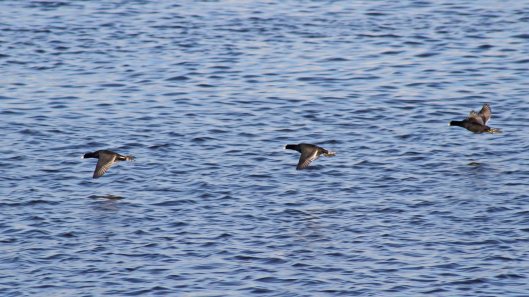 171130 25th Flying coots