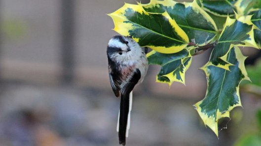 171130 25th Long-tailed tit