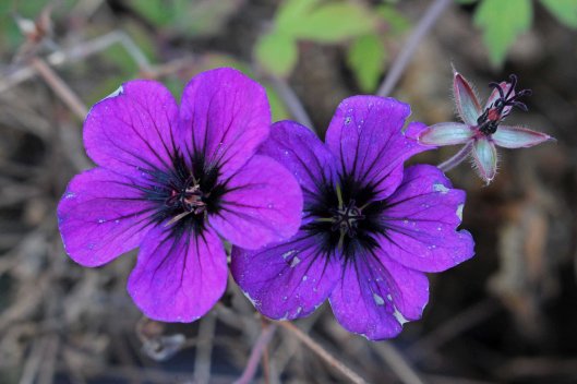 171201 Floral Friday (2)