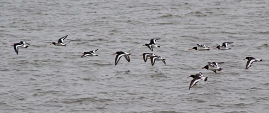 171218 oystercatchers (1)