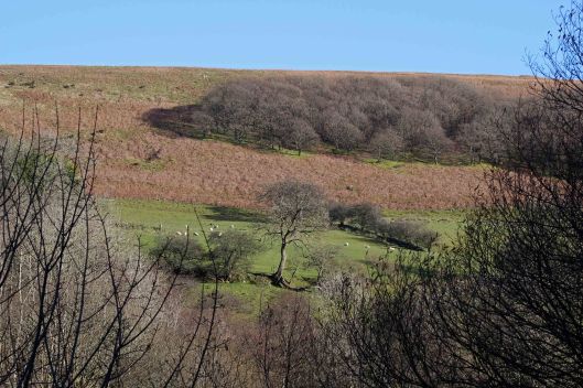 171204 Parc Cwm Darran (1)