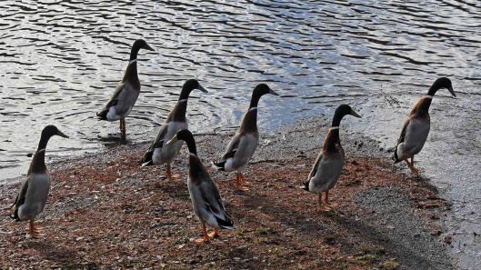 171204 Parc Cwm Darran (9)