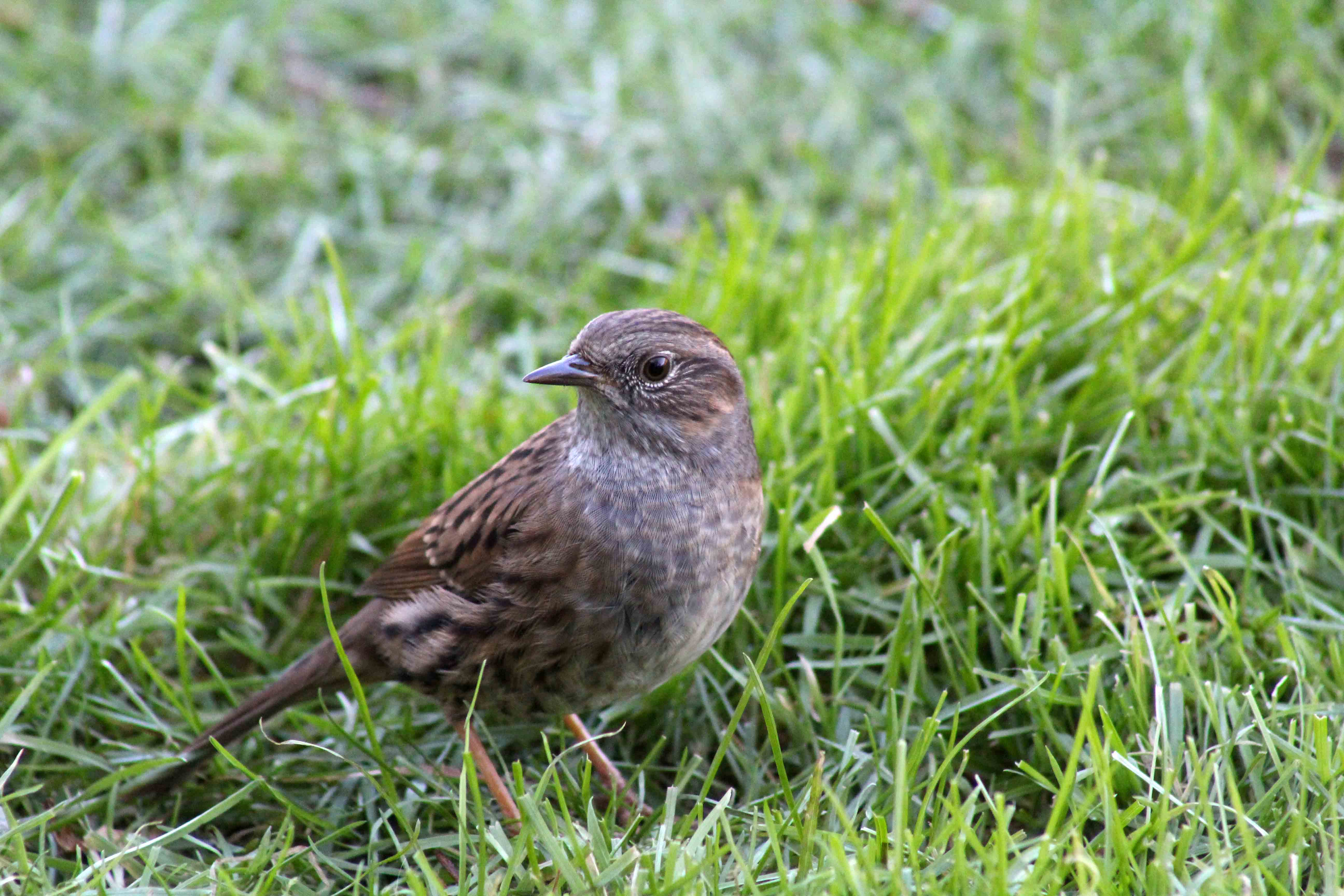 171207 Forest farm birds (3)