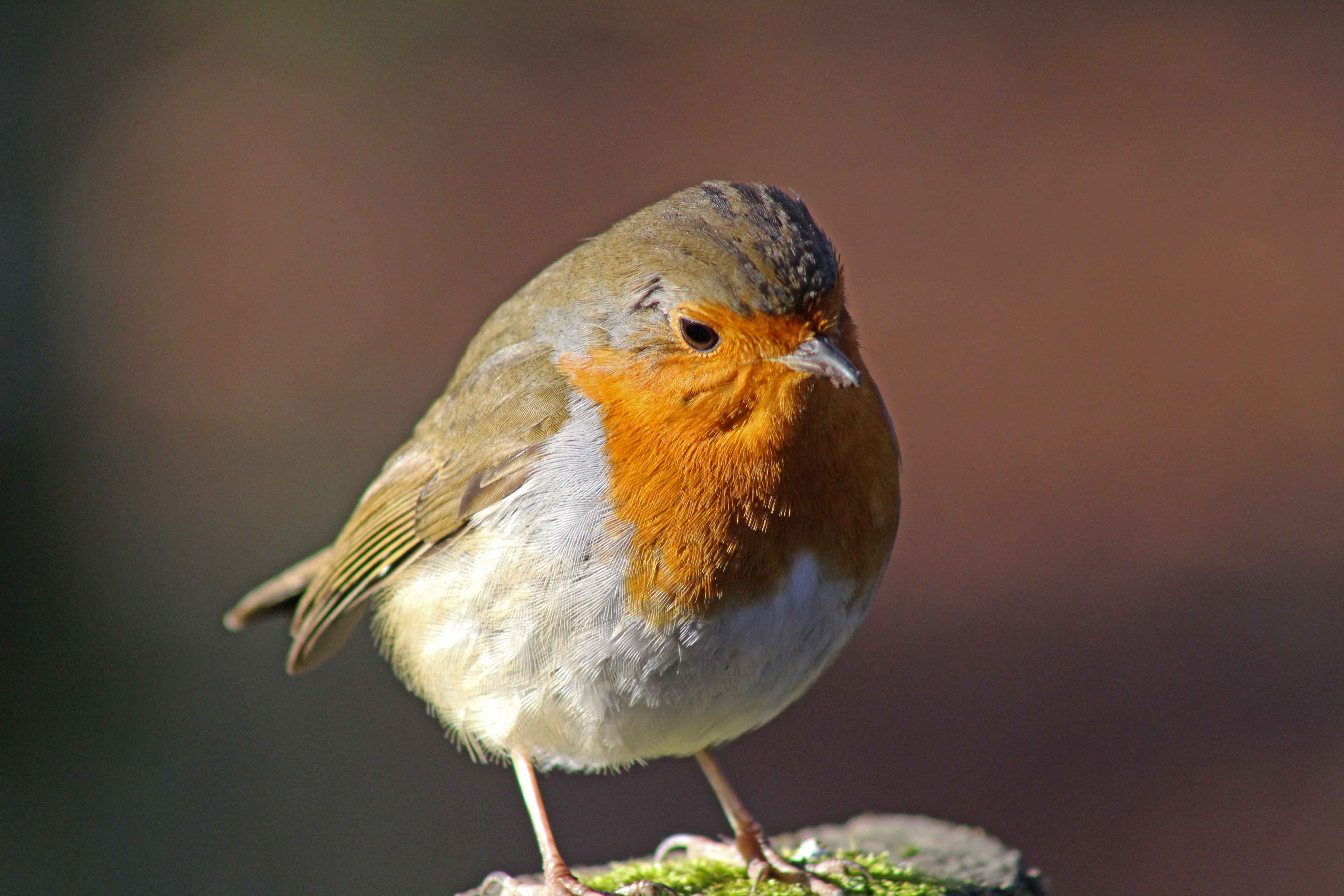 171207 Forest farm birds (4)