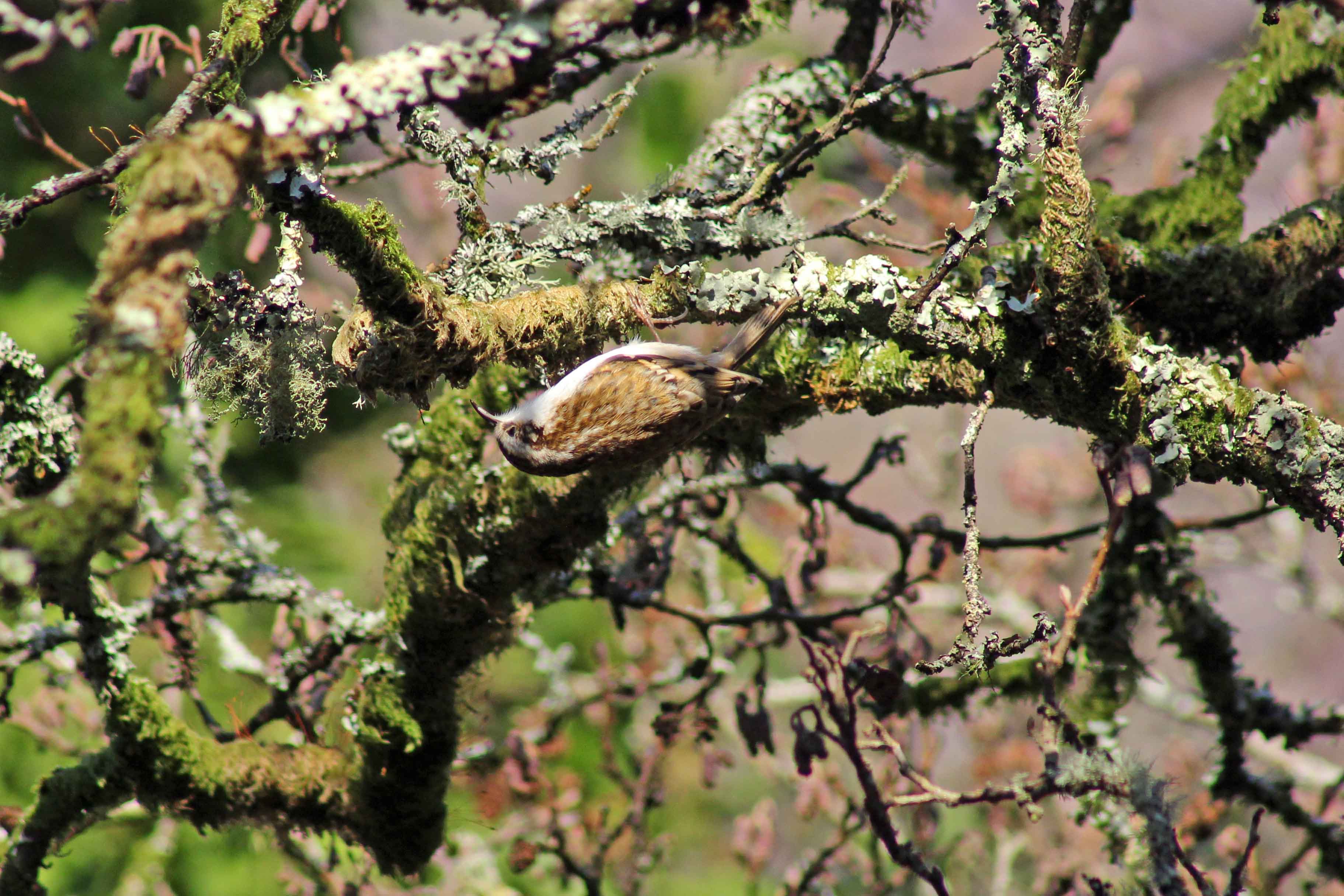 171207 Forest farm birds (6)