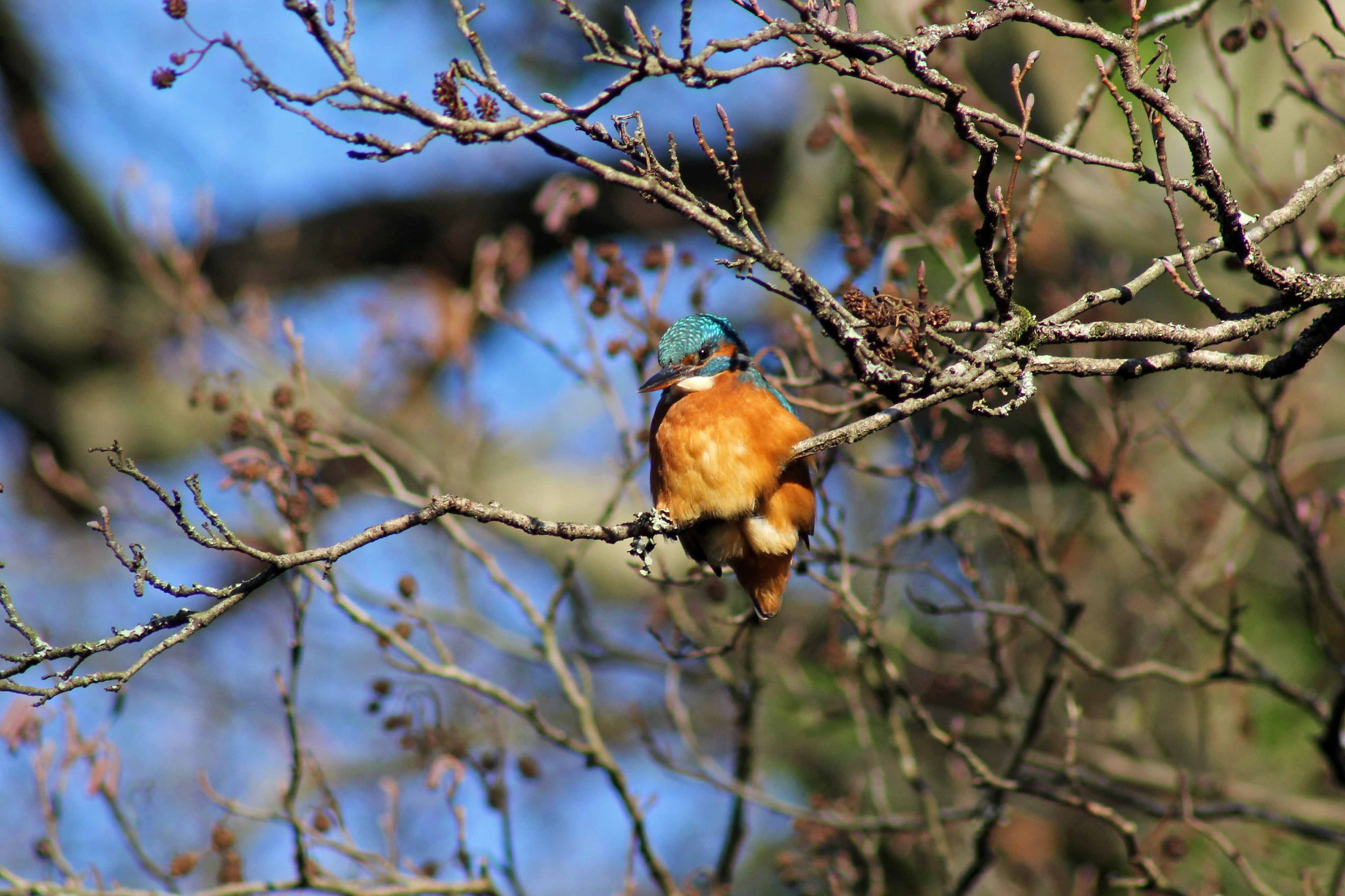 171207 Forest farm birds (7)