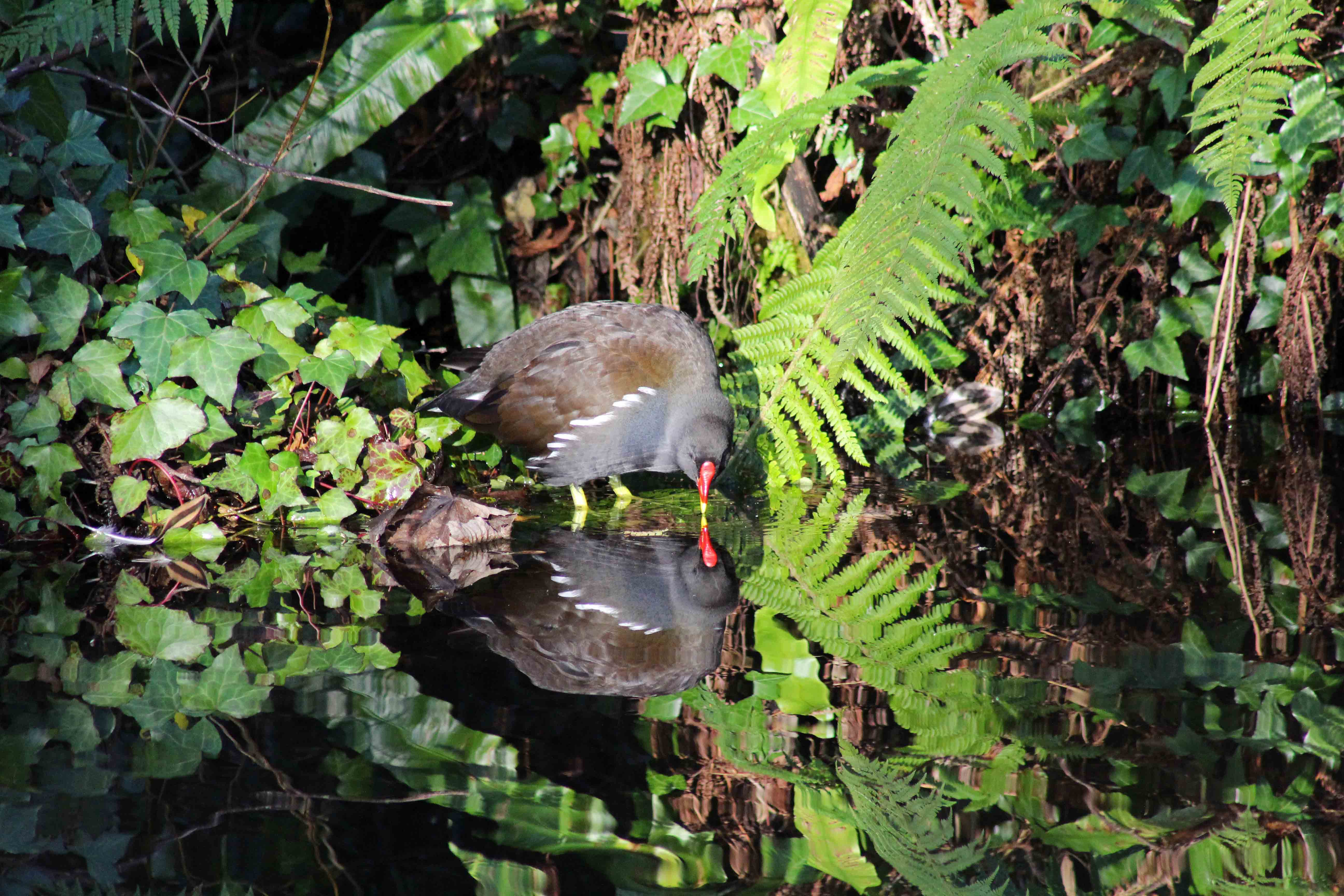 171207 Forest farm birds (8)