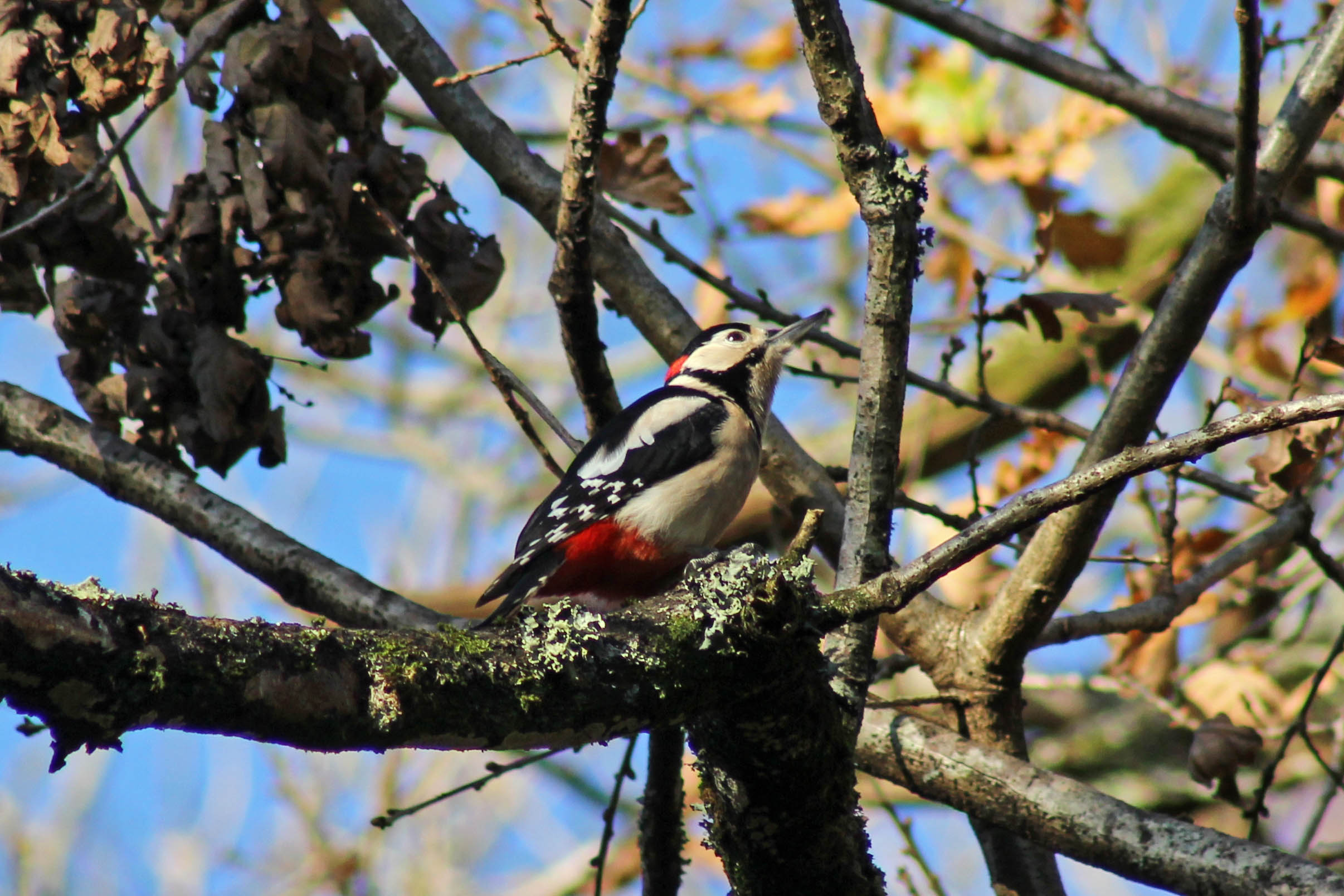 171207 Forest farm birds (9)