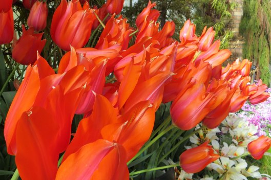 171208 Auckland Wintergarden flowers (2)