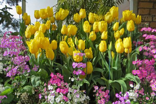 171208 Auckland Wintergarden flowers (5)