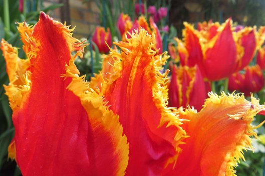 171208 Auckland Wintergarden flowers (6)