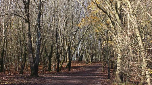 171211 lichens and bryophytes (1)