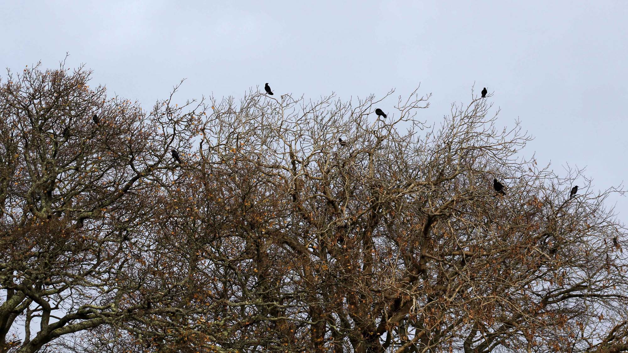171212 Nant Fawr (8) Crow