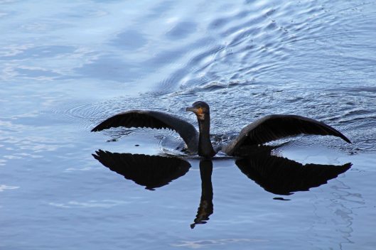 171217 Cormorant (1)