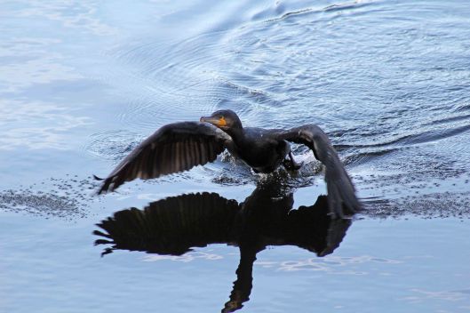171217 Cormorant (2)