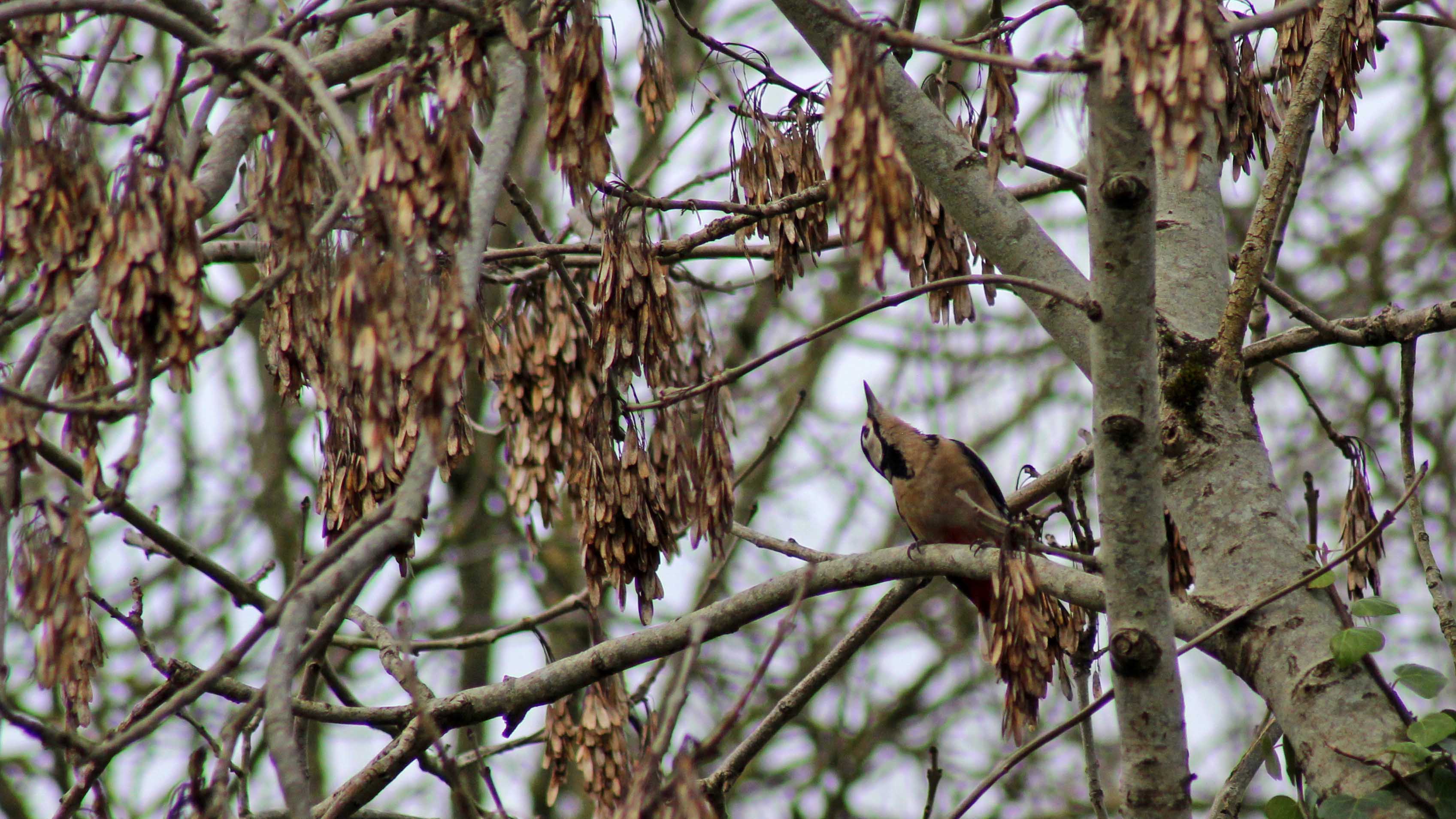 171228 Cosmeston (1)