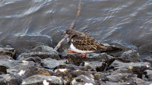 171230 Ely embankment (5)