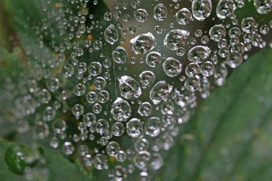 180103 pluviophile (2)