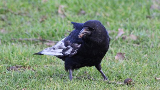 180104 Leucistic crow (4)