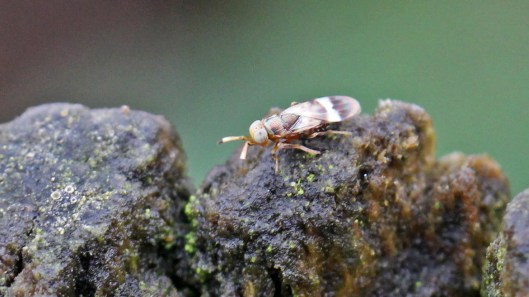 180107 Encyrtidae parasitic wasp (2)