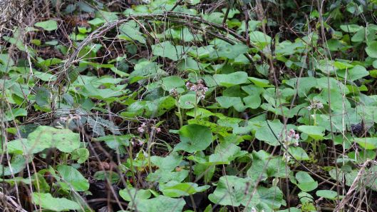 180112 winter heliotrope (4)