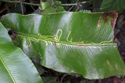 180116 Chromatomyia scolopendri (2)