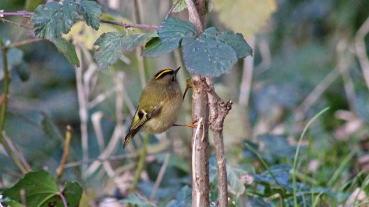 180118 goldcrest (1)