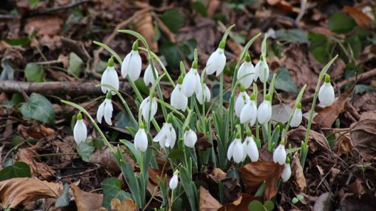 180121 snowdrops
