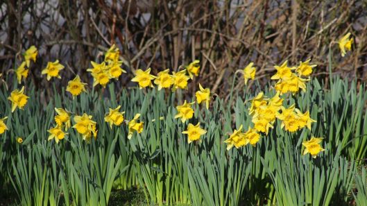 180126 daffodils (1)