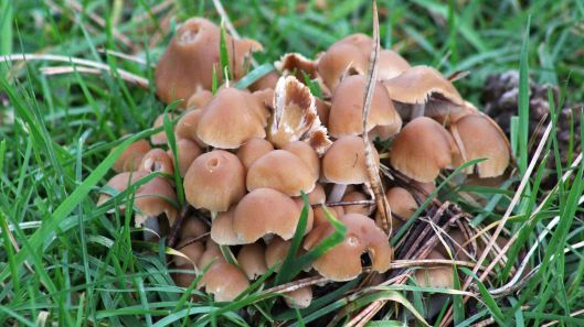 180127 Little brown jobs (1)