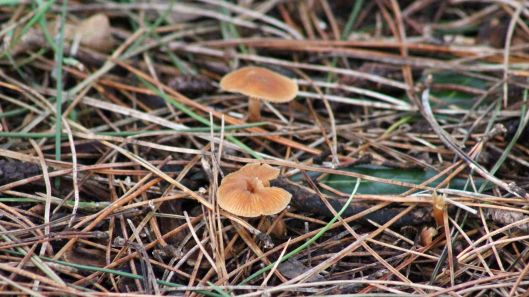 180127 Little brown jobs (4)