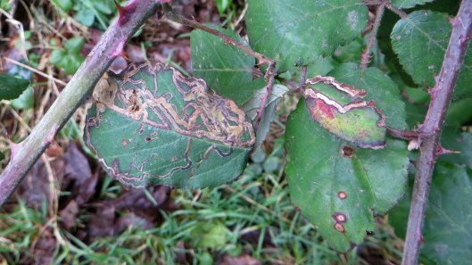 180129 Stigmella aurella on bramble (1)