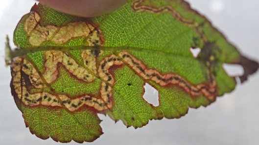 180129 Stigmella aurella on bramble (5)