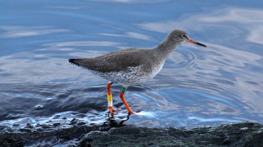 180130 Ely embankment birds (5)