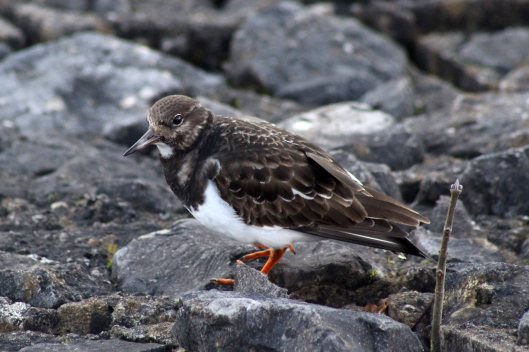 180130 Ely embankment birds