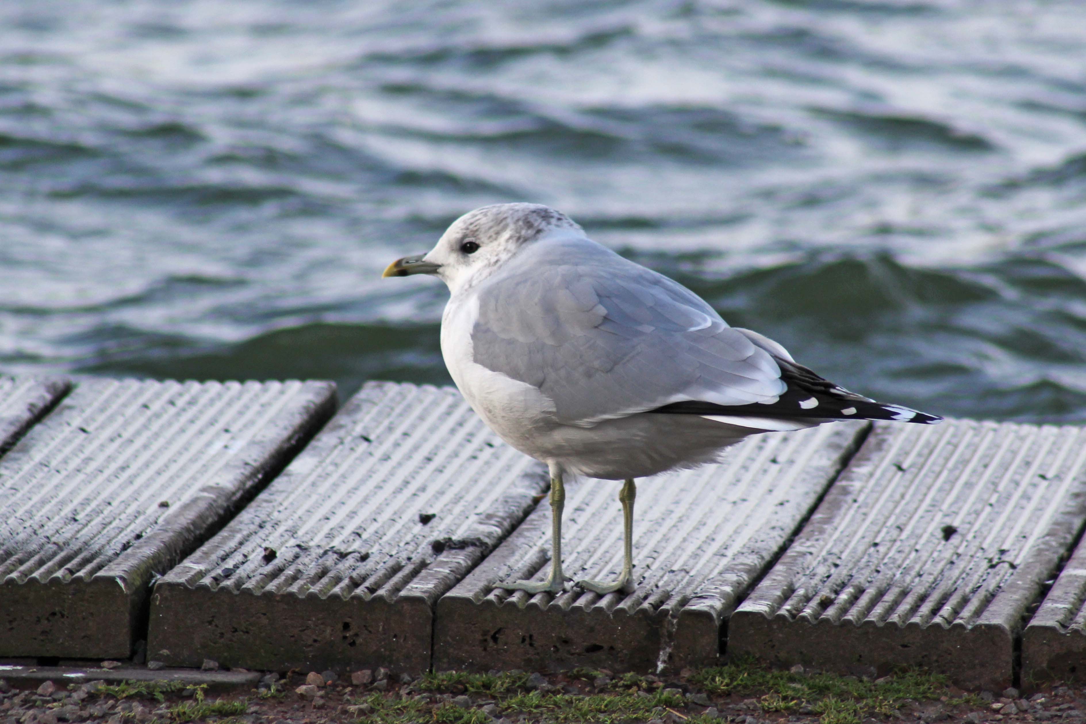 180201 10 Common gull