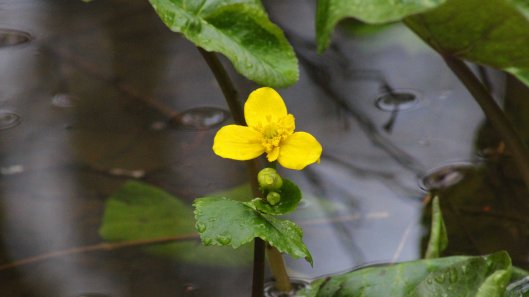 180202 Marsh marigolds (3)