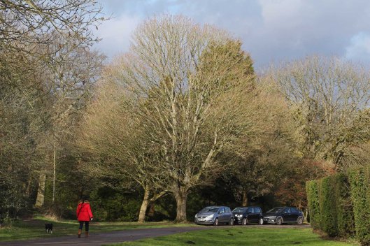 180208 Mono maple (1)