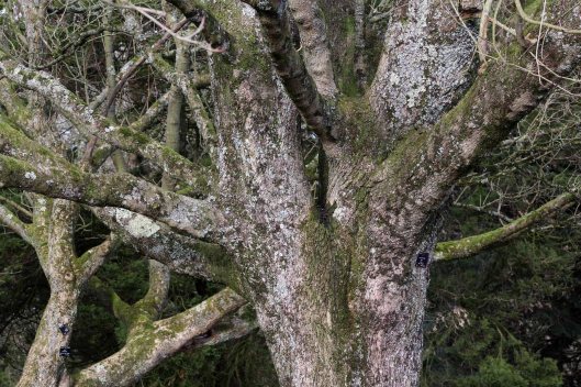 180208 Mono maple (4)