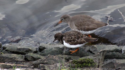 180215 turnstone and redshank (2)