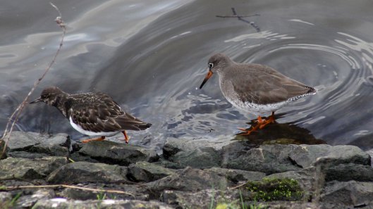 180215 turnstone and redshank (3)