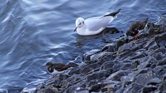 19 turnstone and BHG