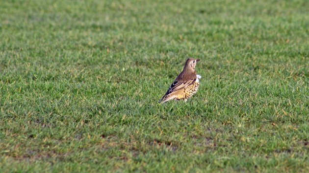 31 Mistle thrush