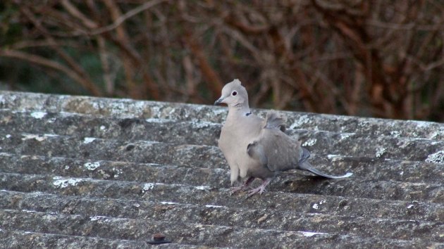 33 Collared dove