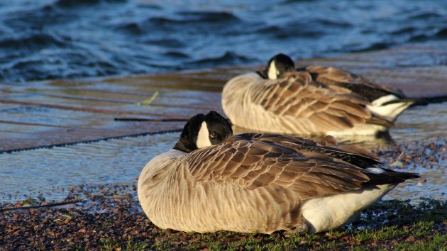 35 Canada goose