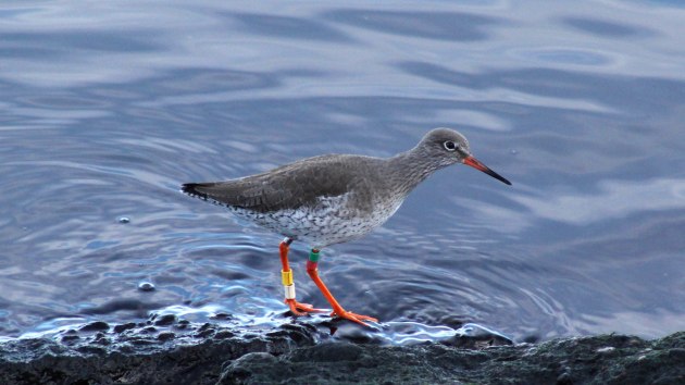 58 redshank