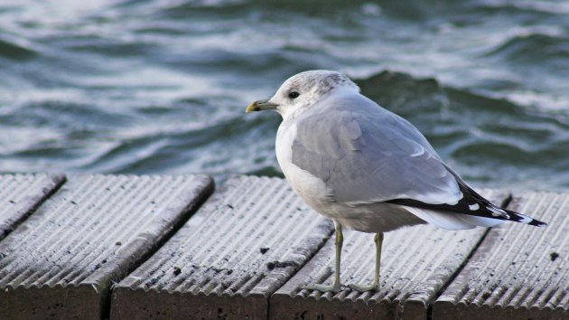 64 Common gull