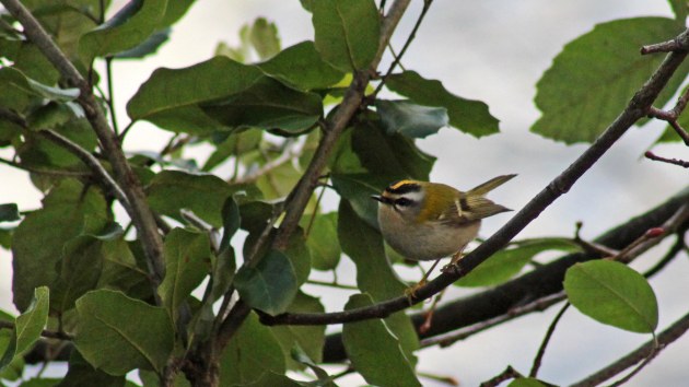 65 Firecrest