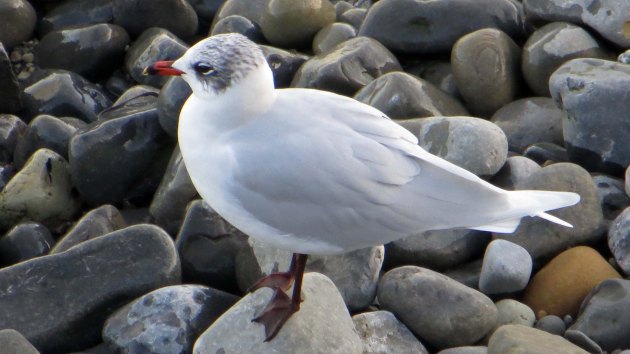 68 Med gull