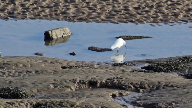 69 Little egret